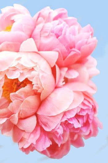 Flower Paint Kits